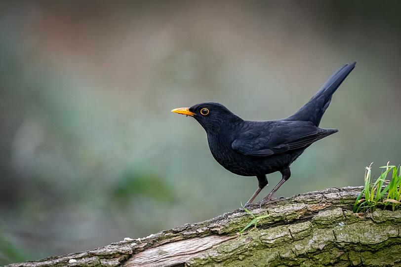 Der Amselmann mit seinem gelben Schnabel und gelben Augenring ist unverwechselbar. Oder etwa nicht? Manchmal landet da noch so ein - auf den ersten Blick - schwarzer Vogel im Garten ... Der Amselmann mit seinem gelben Schnabel und gelben Augenring ist unverwechselbar. Oder etwa nicht? Manchmal landet da noch so ein - auf den ersten Blick - schwarzer Vogel im Garten ...