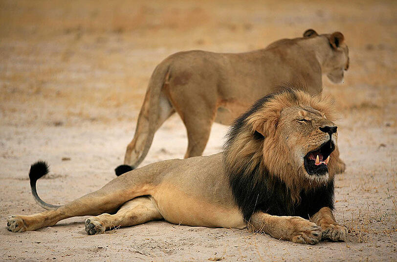 Ein US-Zahnarzt soll den bekannten 13 Jahre alten Löwen namens Cecil in Simbabwe getötet haben.