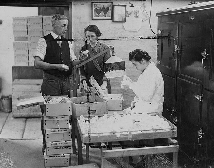 Hühnchen-Geschlechtsbestimmung 1946 in England.