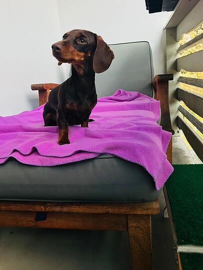 Frida: Klein, charmant und hat’s faustdick hinter den Ohren.