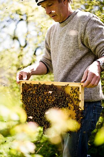 Glucklicher Imker, gluckliche Bienen: Nur mit Smoker &ndash; einem qualmenden Rauchfass &ndash; begegnet Andreas Pixis seinen 25 Bienenvölkern.