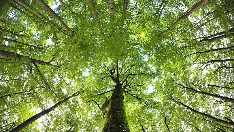 Buchen wachsen im Steigerwald bei Ebrach in Oberfranken (Archivfoto vom 04.09.2010). Buchen wachsen im Steigerwald bei Ebrach in Oberfranken (Archivfoto vom 04.09.2010).