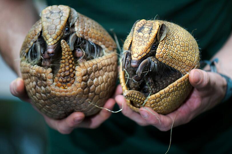In Zoos in Deutschland ist zur Zeit Inventurzeit: hier hält ein Pfleger die Gürteltiere "Ösischnalle und Ösibrosche" in der Hand.