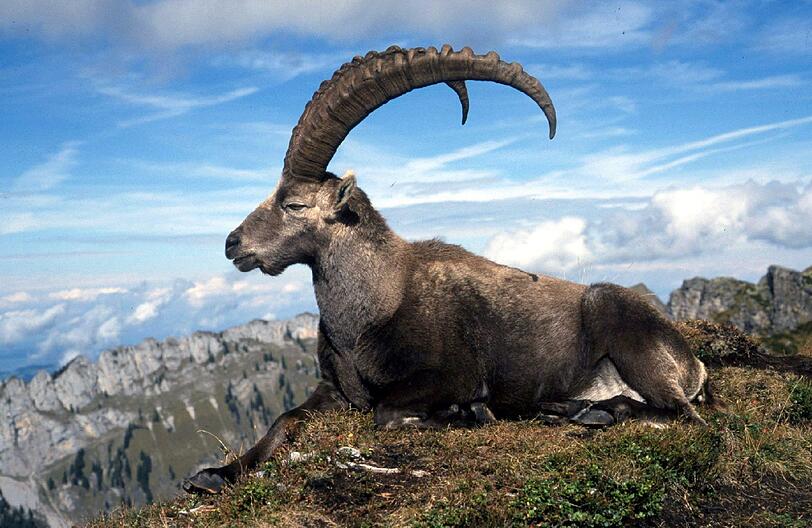 Mit etwas Glück sieht man ihn, wenn man vor der Tölzer Hütte in der Sonne sitzt: einen majestätischen Steinbock.