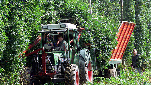 Gute Erträge trotz extremer Wetter-Schwankungen: Ein Hopfenbauer bei der Ernte. Gute Erträge trotz extremer Wetter-Schwankungen: Ein Hopfenbauer bei der Ernte.
