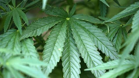Die Blätter von Hanf-Pflanzen (Cannabis) sind zu sehen. Foto: Oliver Berg/dpa/Archvibild