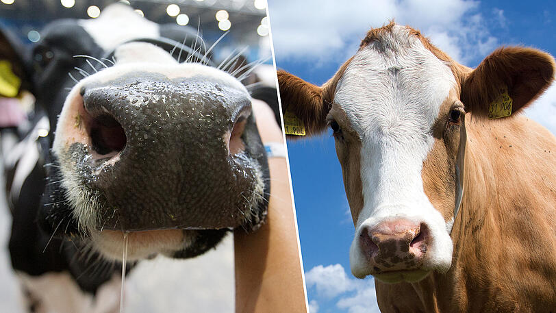 Welche Rinderrasse ist die überlegene, Holstein-Rind (l) oder Fleckvieh? Da sind sich Experten nicht ganz einig.