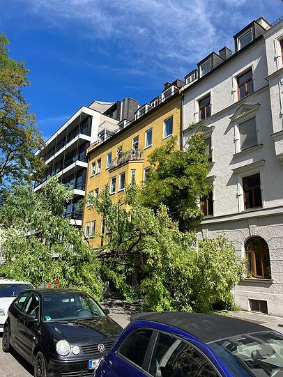 Der Baum ist auf die Felitzschstraße gefallen.