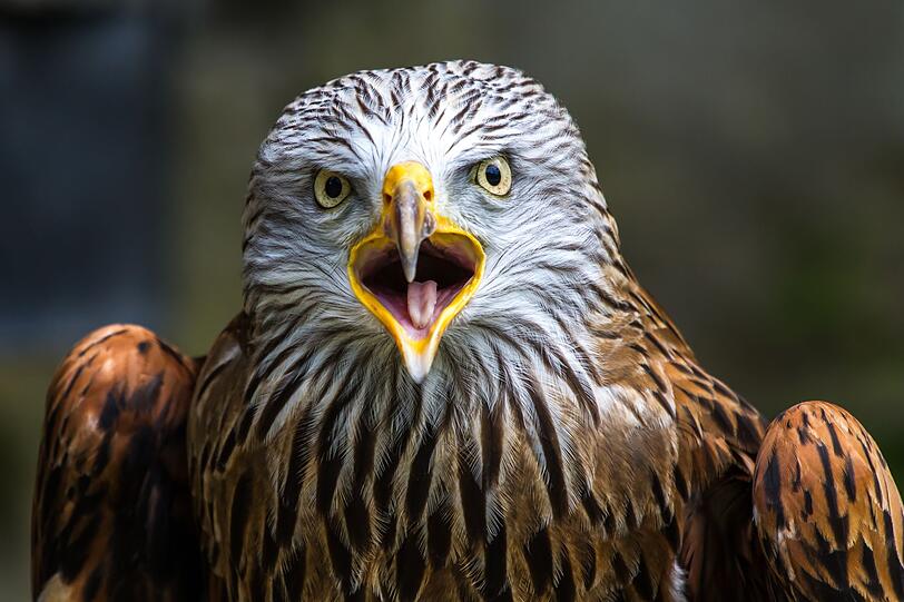 Der Größte unter den heimischen Greifvögeln ist der Rotmilan (Milvus milvus). Wenn er durch die Lüfte gleitet, kann er seine Flügel auf bis zu 180 Zentimeter Spannweite ausbreiten. Der Größte unter den heimischen Greifvögeln ist der Rotmilan (Milvus milvus). Wenn er durch die Lüfte gleitet, kann er seine Flügel auf bis zu 180 Zentimeter Spannweite ausbreiten.