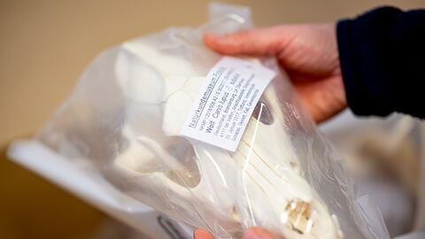 Wolfssch&auml;del in Plastik verpackt - er geh&ouml;rt zur Sammlung im Naturkundemuseum Potsdam.