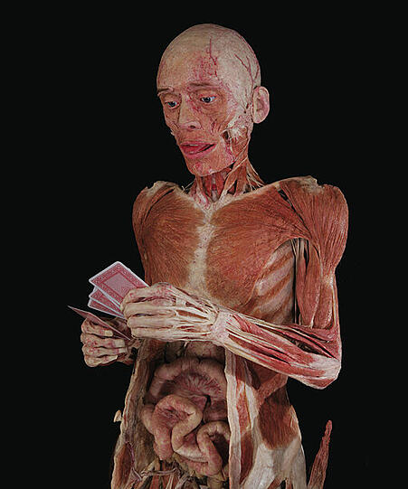 Ab April 2014 im Olympiapark: Die faszinierenden Plastinate von Gunter von Hagens