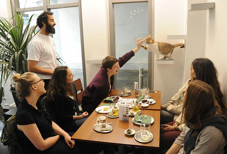 Kraulen beim Kaffee ist hier ausdrücklich erwünscht. Aber nur, wenn die Katzen wollen.
