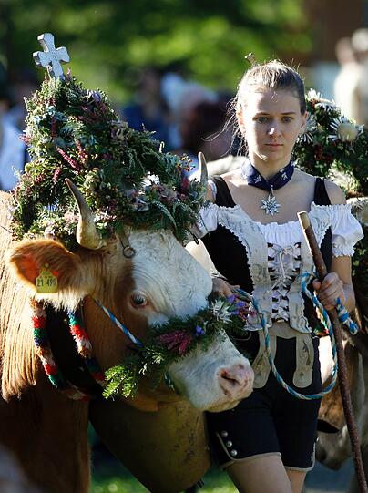 Mit brauchtümlichen Trachten treiben die Bauern ihre prachtvoll geschmückten Kühe ins Tal. Die Bilder vom Almabtrieb!