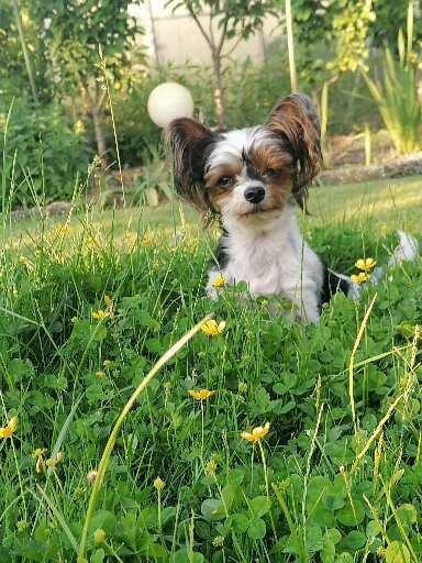 Trixi