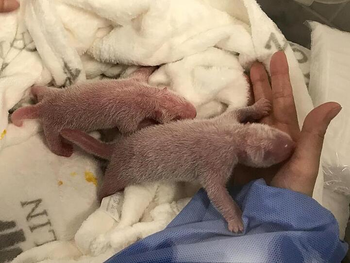 Mit 186 bzw. 136 Gramm bringt der Panda-Nachwuchs nur einen Bruchteil des Gewichts seiner Mutter - etwa 90 Kilo - auf die Waage.