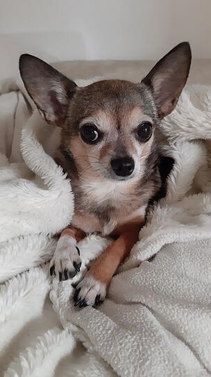 Lola