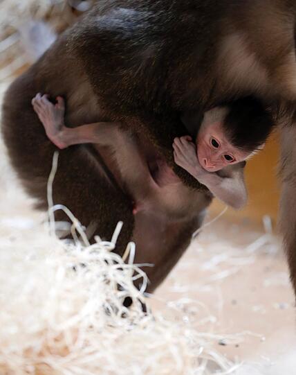 Bilder vom neuen Drill-Baby im Tierpark Hellabrunn