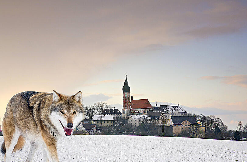 Anfang des Monats tappt ein junger Wolf im nördlichen Landkreis Starnberg in eine Foto-Falle &ndash; jetzt soll er in Andechs aufgetaucht sein.