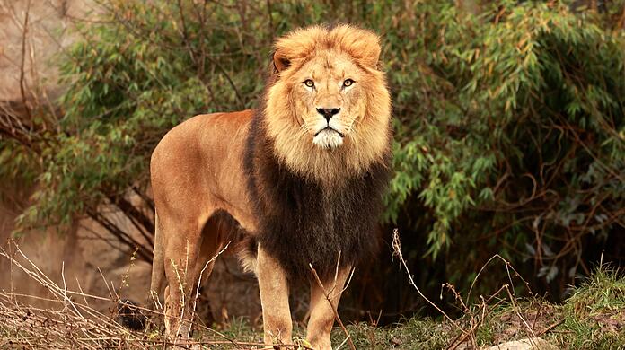 Wer die Löwen im Tierpark Hellabrunn sehen möchte, muss ab 1. Februar etwas tiefer in die Tasche greifen.