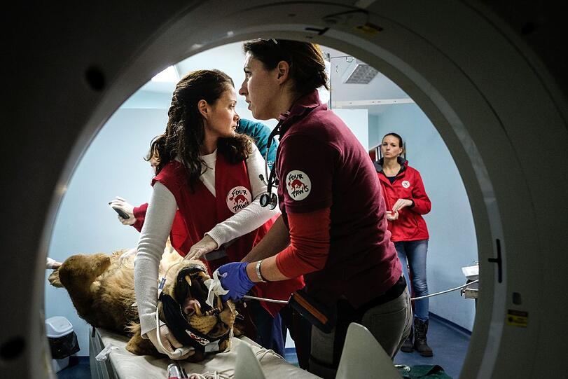 In Sofia kümmerte sich ein Ärzteteam um eines der schwer angeschlagenen Tiere.