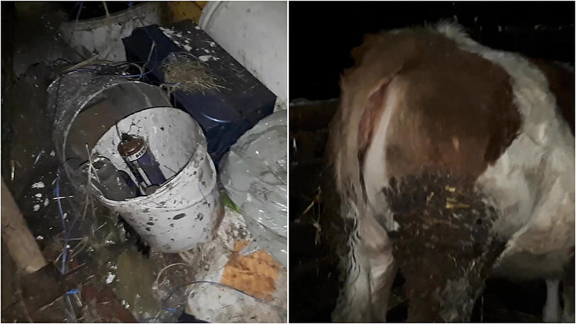 Der Stall vermüllt, die Rinder voll mit Dreck und Fäkalien: Die Tierschützer von "Animals United" prangern weiter die Zustände auf dem Oettinger "Horror-Hof" an.