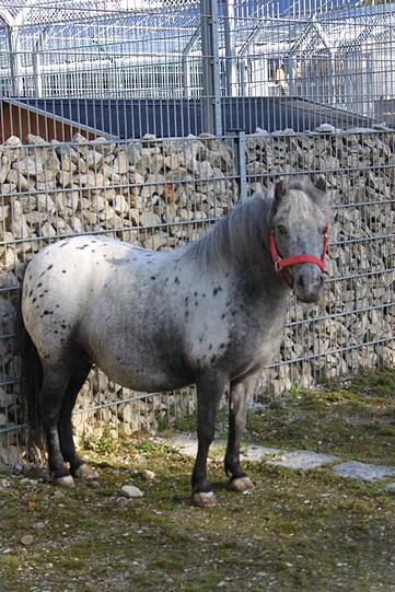 Pony-Stute Tanja.