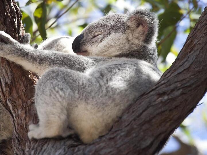 Unter den Tierarten, die dringend Hilfe brauchen, sind auch Koalas.