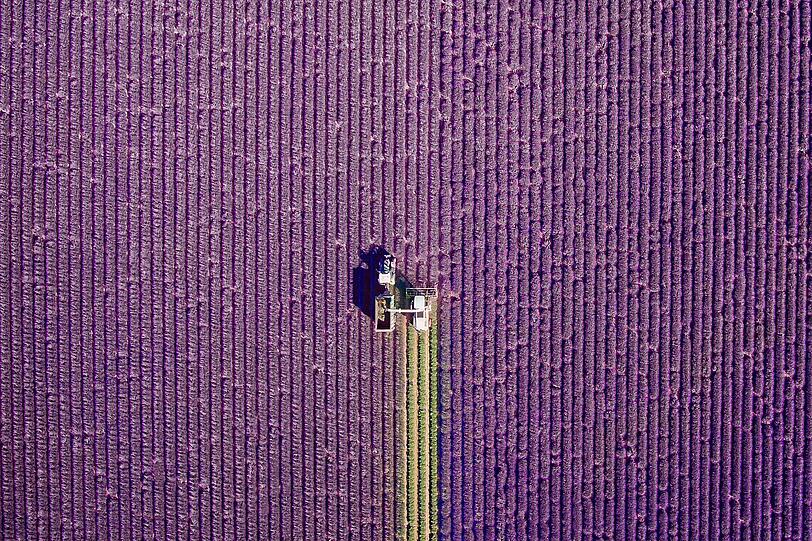 Lavendel-Ernte in Valensole, in der französischen Provence.