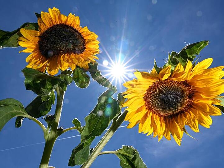Die Sonne scheint von einem blauen Himmel zwischen zwei Sonnenblumen hindurch. Foto: Felix Kästle/Archivbild