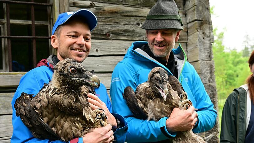 Toni Wegscheider, LBV-Barteigeierexperte und Projektleiter, mit Bartgeier Sisi. Neben ihm Christian Willeitner, Nationalpark-Revierjagdmeister, mit Bartgeier Nepomuk. Toni Wegscheider, LBV-Barteigeierexperte und Projektleiter, mit Bartgeier Sisi. Neben ihm Christian Willeitner, Nationalpark-Revierjagdmeister, mit Bartgeier Nepomuk.
