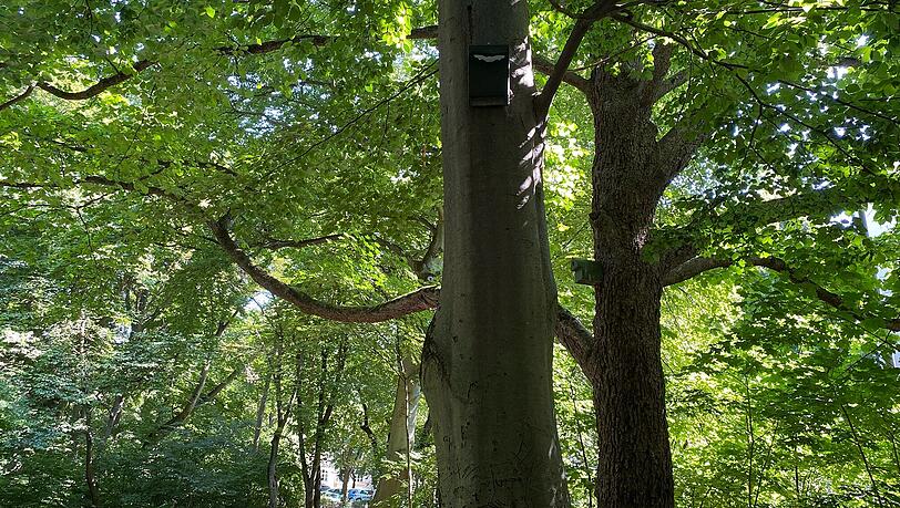 Die 50 Fledermauskästen sind mit weißen Fledermaus-Logos markiert. Einige sind nur kleine Spaltenkästen, andere auch als Winterquartier für eine größere Fledermausgruppe geeignet. Die 50 Fledermauskästen sind mit weißen Fledermaus-Logos markiert. Einige sind nur kleine Spaltenkästen, andere auch als Winterquartier für eine größere Fledermausgruppe geeignet.