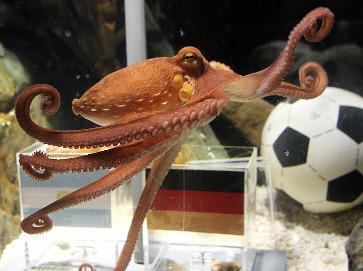 Krake Paul schleimt sich bei den deutschen Fans wieder ein.