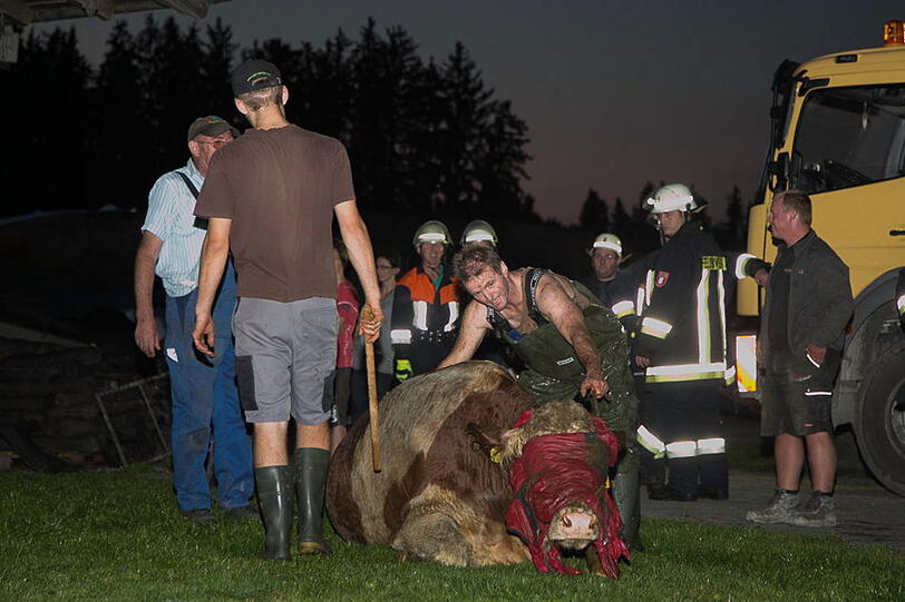 Bei Seeon-Seebruck ist eine Kuh in eine Güllegrube gestürzt und wurde mit Hilfe der Feuerwehr aus ihrer misslichen Lage befreit. Die Bilder...