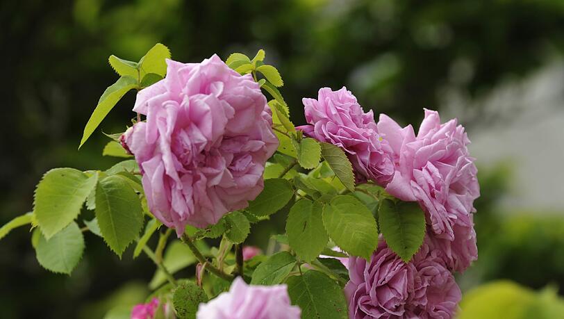 Rosen stehen für Schönheit und Duft. Rosen stehen für Schönheit und Duft.
