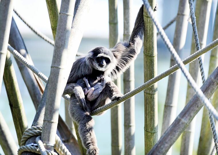 Silbergibbon-Mama Pangrango mit ihrem Baby