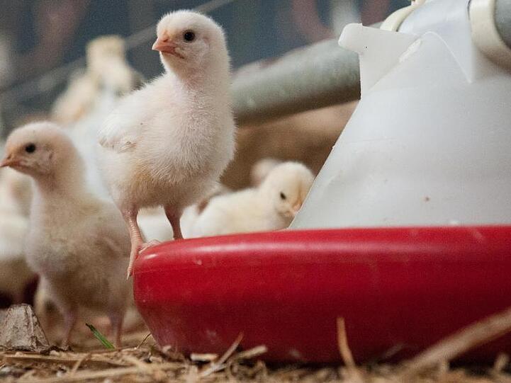 Weibliche Küken werden in einem Stall gefüttert.