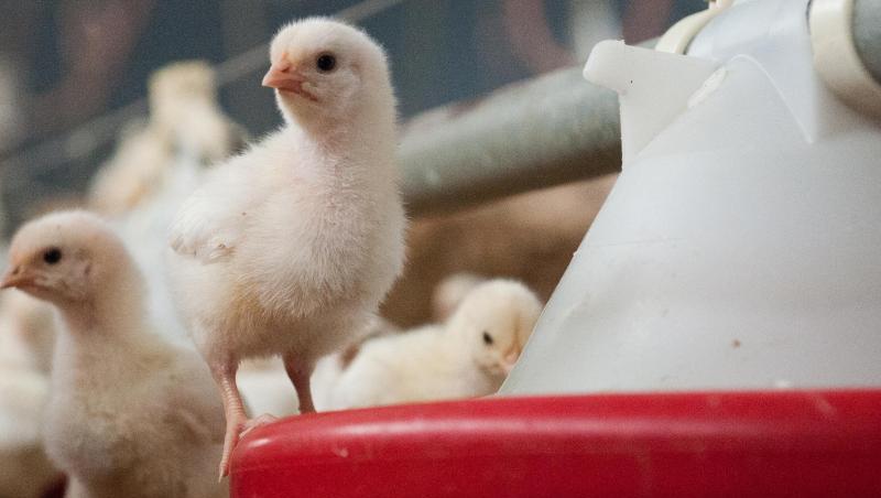 Weibliche Küken werden in einem Stall gefüttert. Weibliche Küken werden in einem Stall gefüttert.