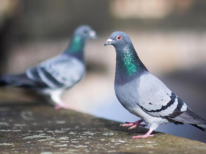 Zwei Tauben sitzen auf einer Mauer. Foto: Julian Stratenschulte/dpa/Archivbild