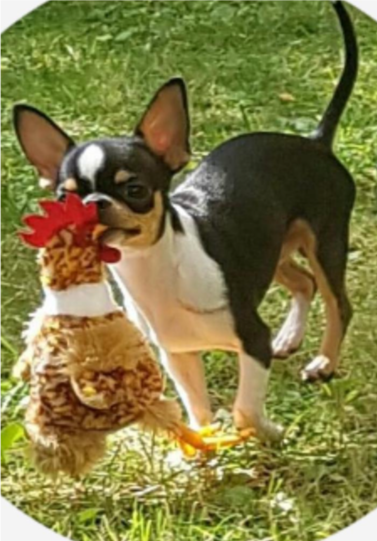 Smoky: Der Hund zaubert auf jedes Gesicht ein lächeln bei Alt und Jung!