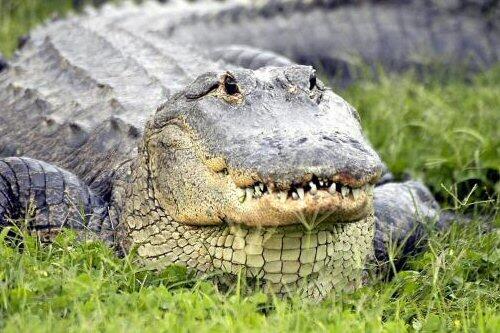 Ein ähnlicher Alligator ist Samstagfrüh in Frankfurt ausgebüchst.