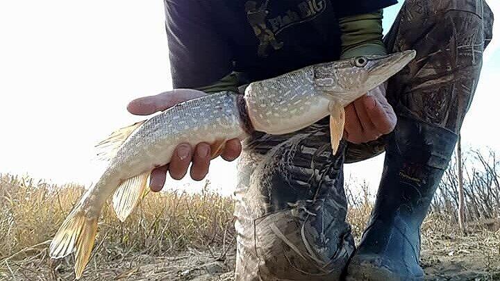 Ein kleiner Plastikring wurde für den Fisch zur Todesfalle.