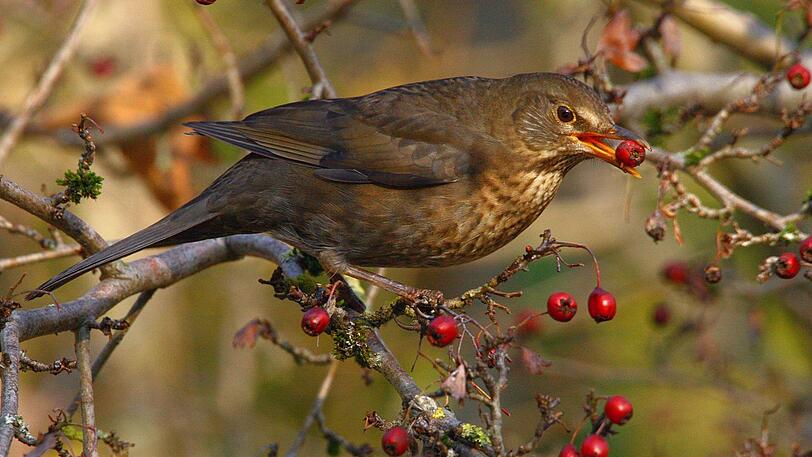 Die Amsel