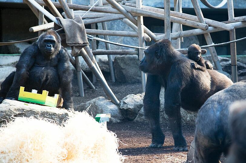 Weitere Bilder aus dem Gorilla-Gehege nach der Taufe.