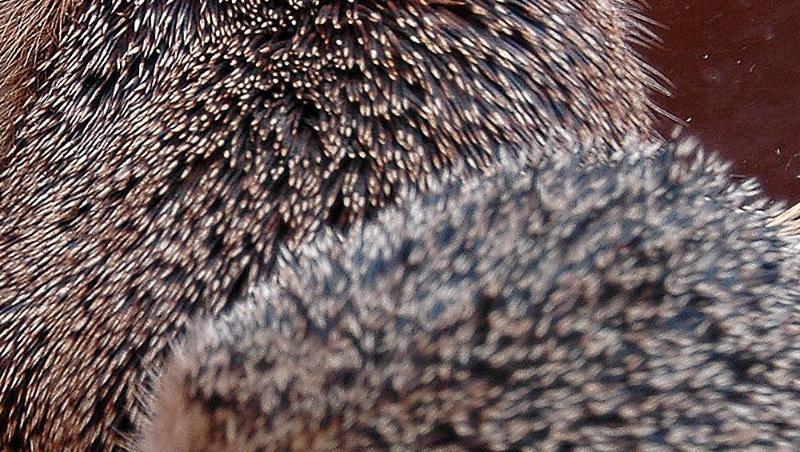 Naturfreunde in Bayern sind wieder dazu aufgerufen, auf Igel zu achten und diese zu zählen. Foto: ---/Zoopark Erfurt/Archiv Naturfreunde in Bayern sind wieder dazu aufgerufen, auf Igel zu achten und diese zu zählen. Foto: ---/Zoopark Erfurt/Archiv
