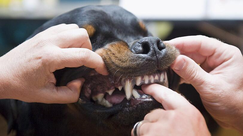 Ein Rottweiler sorgte am Samstag für einen gefährlichen Polizeieinsatz.