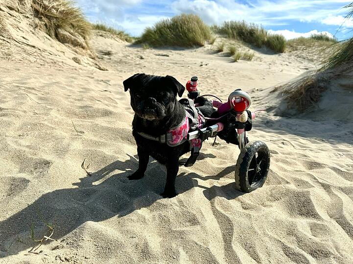 Linda hat seit circa eineinhalb Jahren einen Rollstuhl und hat eine Lebensfreude, die unfassbar ist. Sie hat einen angeborenen Wirbelsäulenschaden und seit dem sie den Rollstuhl hat, dreht sie auf und lässt alle Hunde ohne Rollstuhl hinter ihr in einer Staubwolke zurück.
