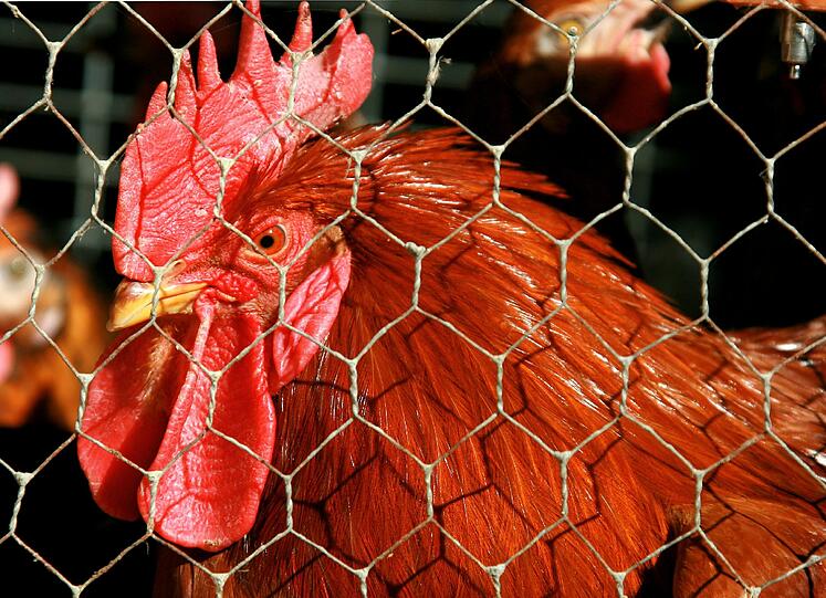 In Frankreich ist eine überaus gefährliche Form des H5N1-Vogelgrippe-Virus auf einem Hühnerhof entdeckt worden.