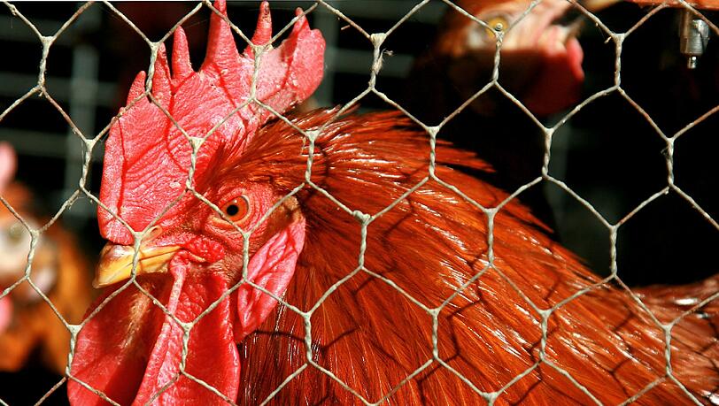 In Frankreich ist eine überaus gefährliche Form des H5N1-Vogelgrippe-Virus auf einem Hühnerhof entdeckt worden. In Frankreich ist eine überaus gefährliche Form des H5N1-Vogelgrippe-Virus auf einem Hühnerhof entdeckt worden.