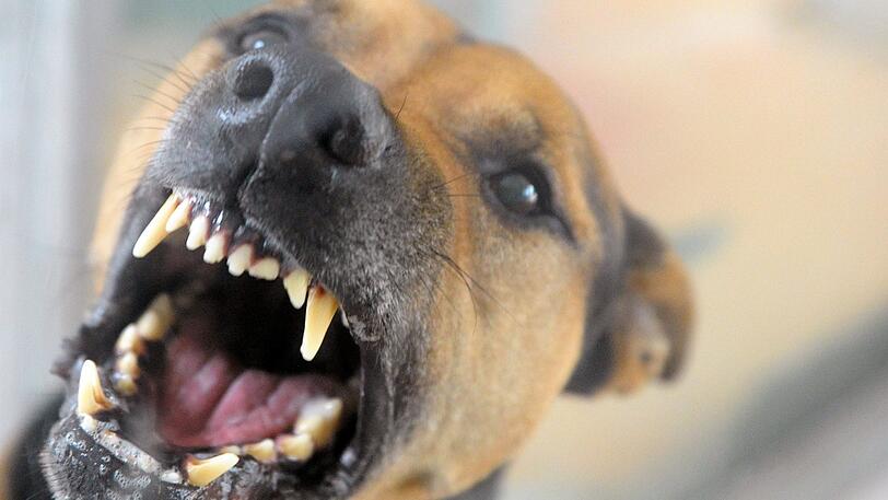 Gleich zwei Hunde gingen am Montag auf einen Dreijährigen los. (Symbolbild)