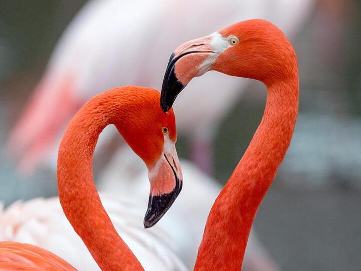 Zwei Rote Flamingos liebkosen sich im Tierpark Hellabrunn. Foto: Matthias Balk